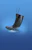 sievi Turvasaappaat sievi light boot black s5 koko 41